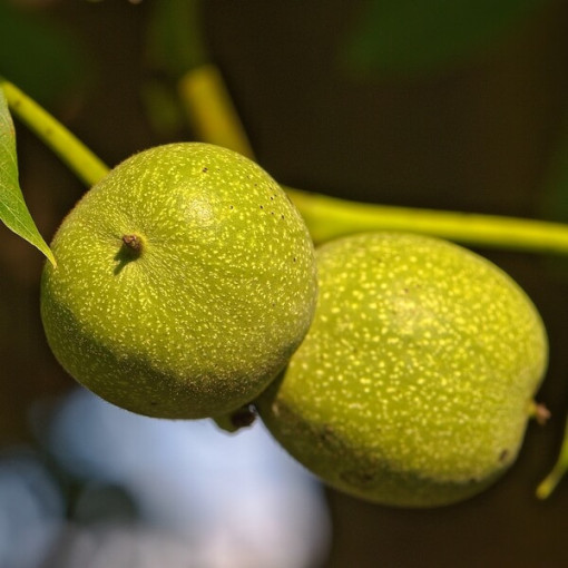 Ořešák královský P9/C1