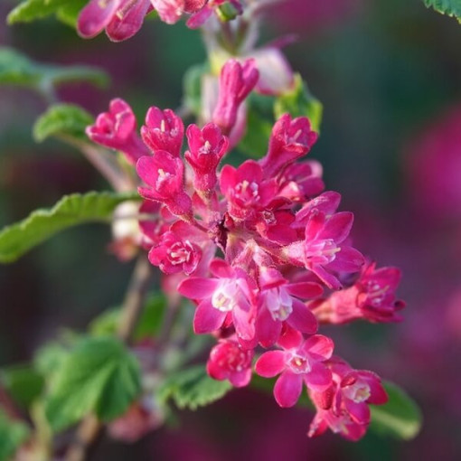 Meruzalka krvavá 'Pulborough Scarlet' kontejner 2L