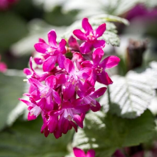 Meruzalka krvavá 'Pulborough Scarlet' kontejner 2L