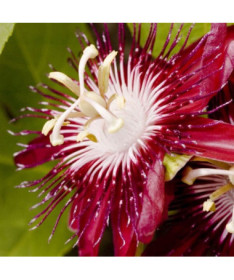Mučenka (Passiflora) 'Victoria' květináč, 4L