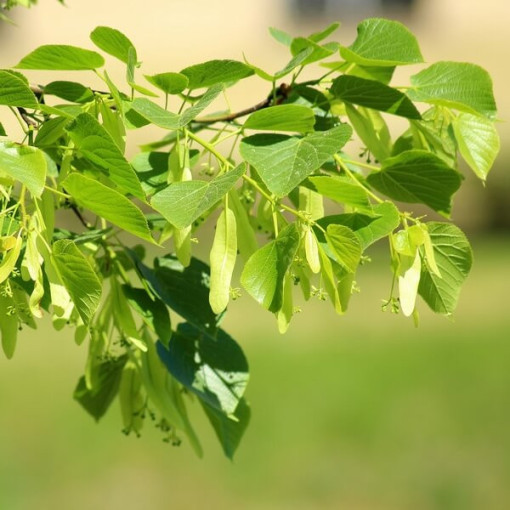 Lípa (Tilia cordata) kontejner 2L