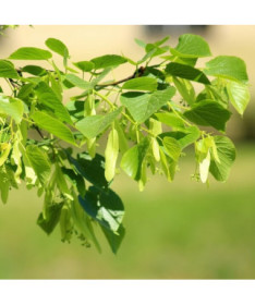 Lípa (Tilia cordata) kontejner 2L