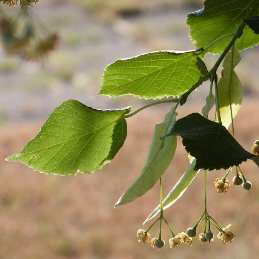 Lípa (Tilia cordata) kontejner 2L
