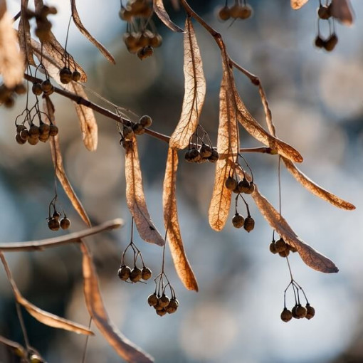 Lípa (Tilia cordata) kontejner 2L