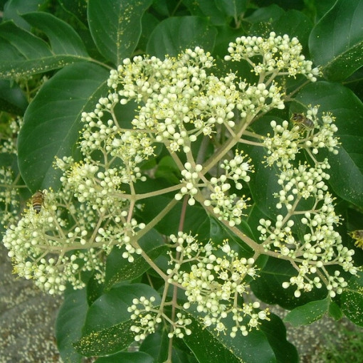 Sametová Evodia (Evodia suaveolens) kontejner 2L