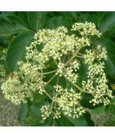 Sametová Evodia (Evodia suaveolens) kontejner 2L