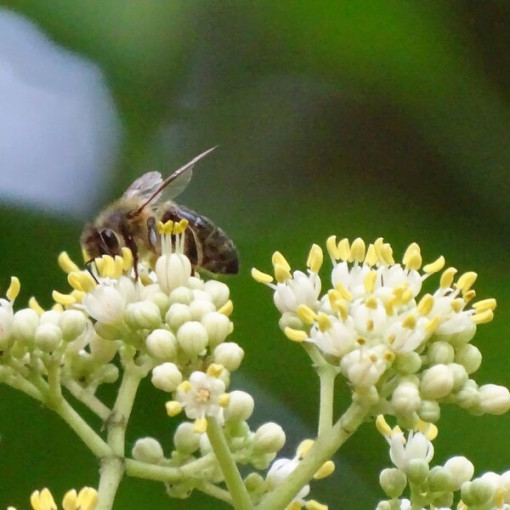 Sametová Evodia (Evodia suaveolens) kontejner 2L