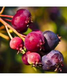Muchovník (Amelanchier lamarckii) květináč, 2L