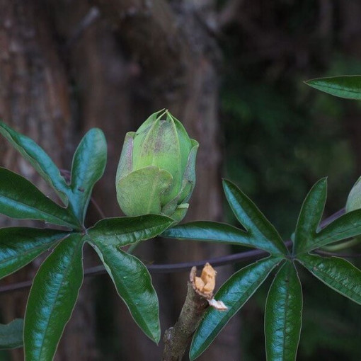 Mučenka (Passiflora) 'Victoria' květináč, 4L