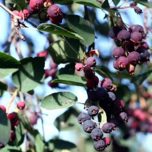 Muchovník (Amelanchier lamarckii) květináč, 2L
