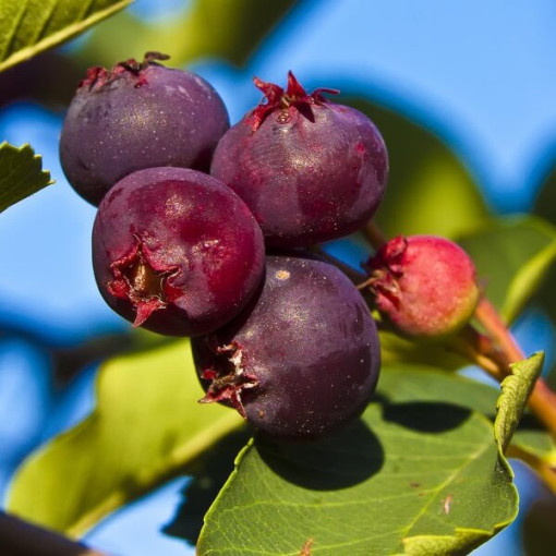 Muchovník (Amelanchier lamarckii) květináč, 2L