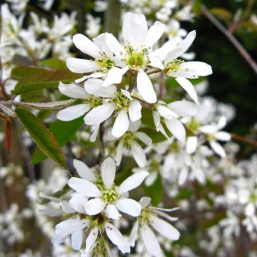 Muchovník (Amelanchier lamarckii) květináč, 2L