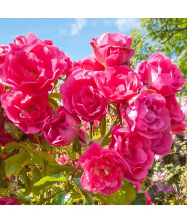 Růže keřová 'The Fairy' květináč, 2L