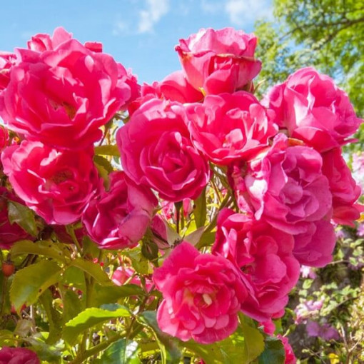 Růže keřová 'The Fairy' květináč, 2L