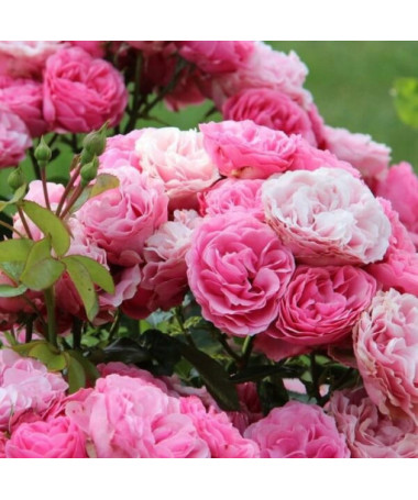 Růže keřová 'The Fairy' květináč, 2L