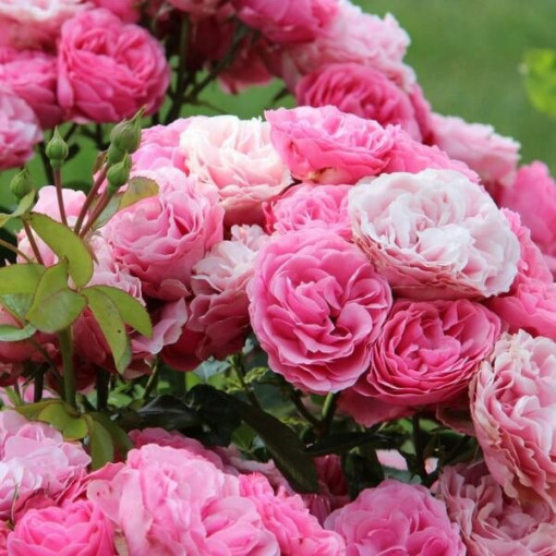 Růže keřová 'The Fairy' květináč, 2L