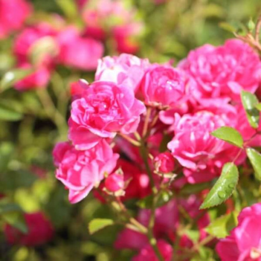 Růže keřová 'The Fairy' květináč, 2L