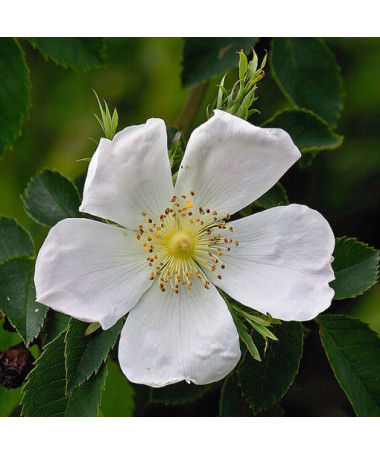 Divoká růže Alba květináč, 2L