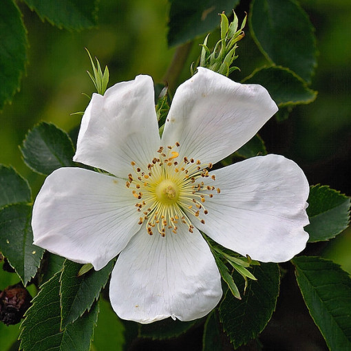 Divoká růže Alba květináč, 2L