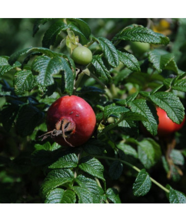 Divoká růže Alba květináč, 2L
