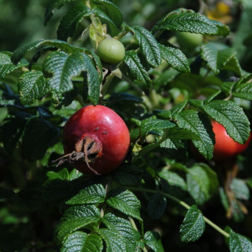Divoká růže Alba květináč, 2L
