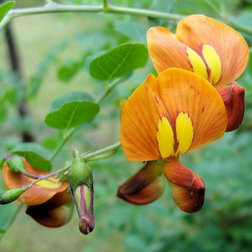 Moszenka květináč, 2L