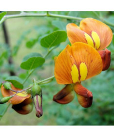 Moszenka květináč, 2L