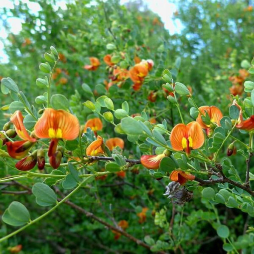 Moszenka květináč, 2L