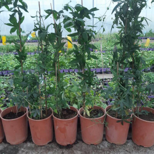 Mučenka (Passiflora) 'Victoria' květináč, 4L