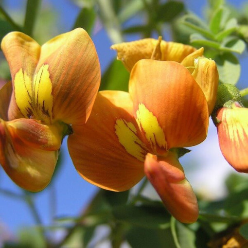 Moszenka květináč, 2L