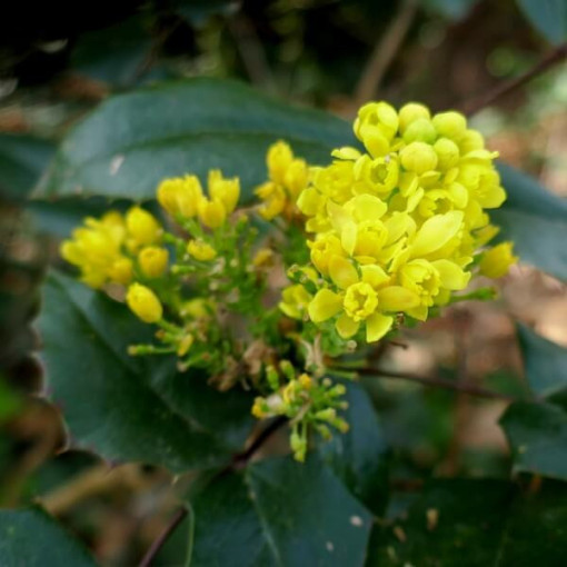 Mahonia květináč, 2L