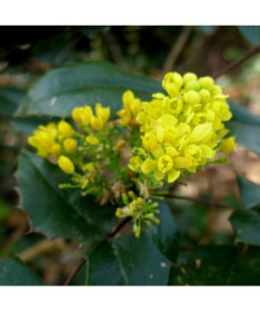 Mahonia květináč, 2L