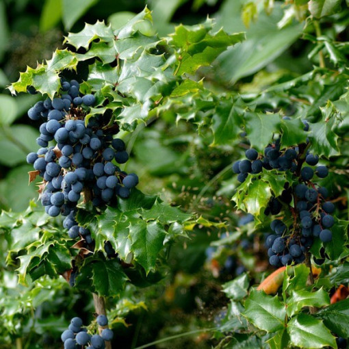 Mahonia květináč, 2L