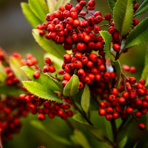 Jeřáb květináč, 2L