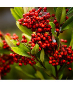 Jeřáb květináč, 2L