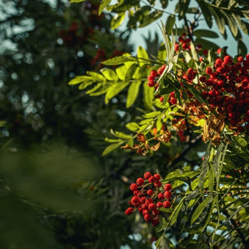 Jeřáb květináč, 2L