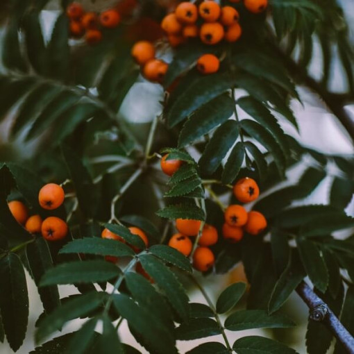 Jeřáb květináč, 2L