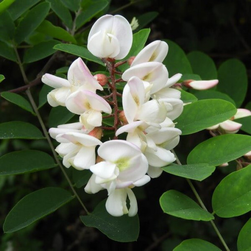 Akácie v květináči, 2L