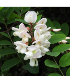 Akácie v květináči, 2L