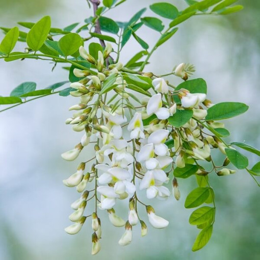 Akácie v květináči, 2L