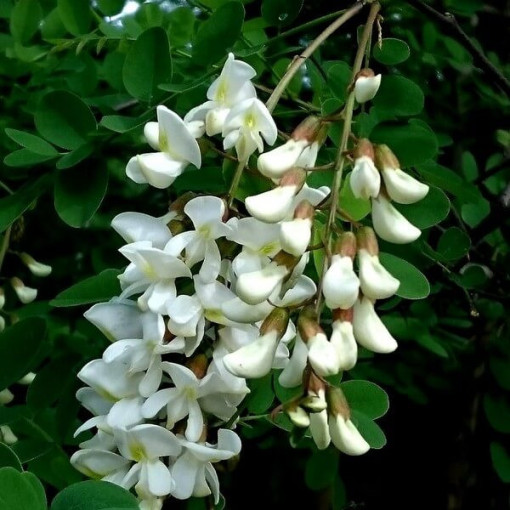 Akácie v květináči, 2L