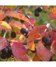 Cotoníster v květináči, 2L
