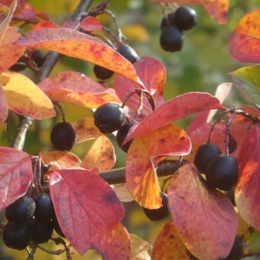 Cotoníster v květináči, 2L