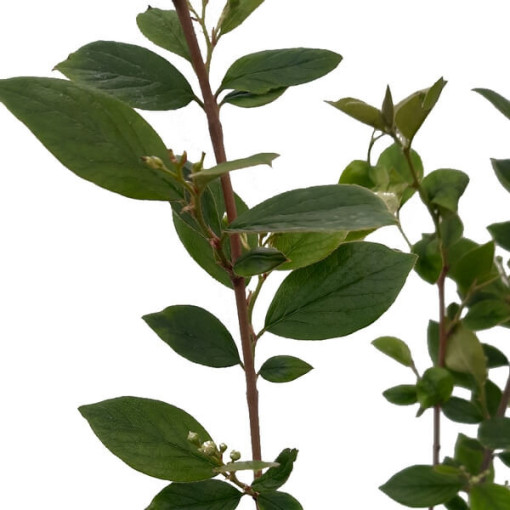 Cotoníster v květináči, 2L