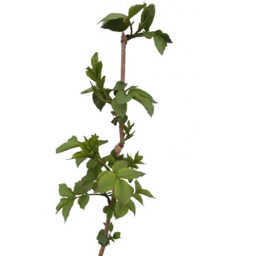 Bez černý květináč, 2L