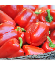 Paprika 'Robertina' P9/C1