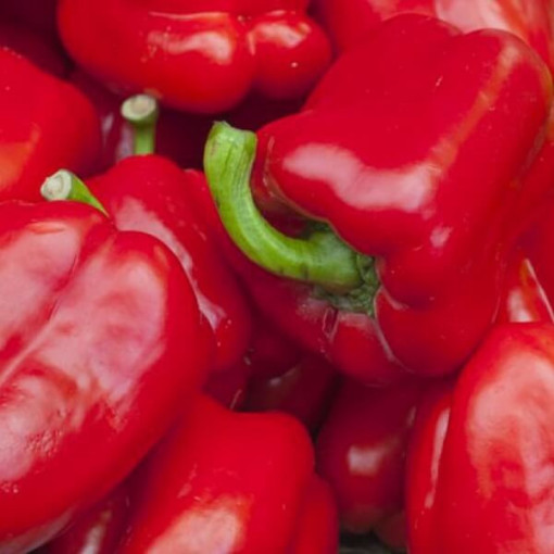 Paprika 'Robertina' P9/C1