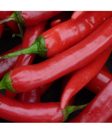 Paprika 'Rokita' P9/C1