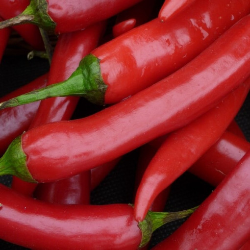 Paprika 'Rokita' P9/C1