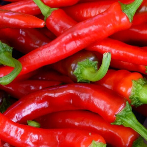 Paprika 'Rokita' P9/C1